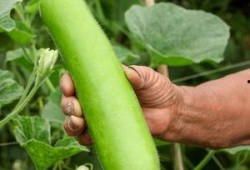 吃的瓠瓜,探寻民间佳肴的秘密