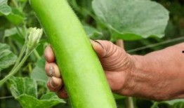 吃的瓠瓜,探寻民间佳肴的秘密