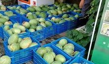 山庄吃瓜,一场吃瓜盛宴背后的故事