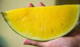 沙瓜和脆瓜吃哪个贵,价格对决，吃哪个更贵？