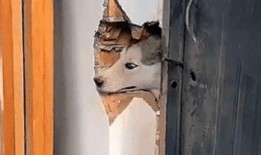 狗头和吃瓜兄弟,趣味横生的网络现象解析