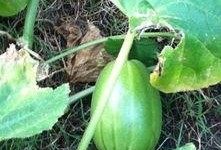 花卉园吃瓜,花卉园里吃瓜趣事多