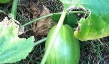 花卉园吃瓜,花卉园里吃瓜趣事多