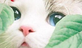 猫咪买瓜吃瓜图片卡通版,买瓜吃瓜的快乐时光