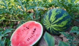 长治壶关吃瓜,长治特色美食之旅