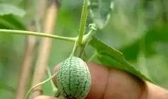 吃瓜指什么,网络热词背后的文化现象