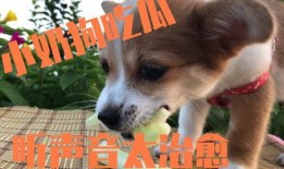 狗吃的瓜冻,瓜冻新宠，萌宠美味大揭秘
