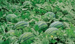 花月吃瓜,一场别开生面的吃瓜盛宴