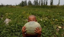 吃瓜怪何某,一场网络狂欢背后的真相