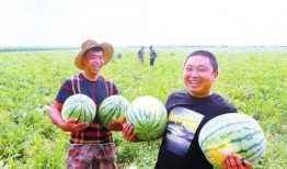 吃瓜工人笑开颜,揭秘瓜农丰收背后的喜悦瞬间