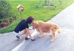 吃瓜看戏遛狗值班,吃瓜看戏，遛狗值班，尽享悠闲时光