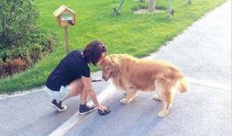 吃瓜看戏遛狗值班,吃瓜看戏，遛狗值班，尽享悠闲时光