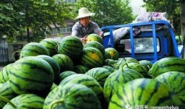 卖瓜的吃瓜女,吃瓜女生笑谈瓜界风云