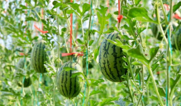 吃瓜cn.,网络热点的幕后故事