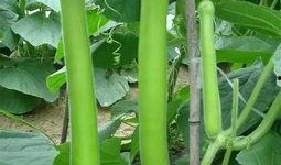 山庄吃瓜,一场吃瓜盛宴背后的故事