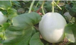 白兰瓜咋吃的,解锁美味新体验