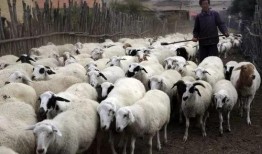 牛羊吃麻瓜吗,揭秘动物世界的饮食奥秘