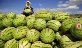 带你吃瓜公司,揭秘网红美食背后的故事