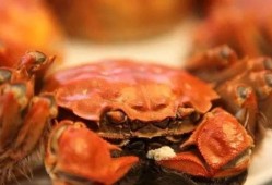 瓜妈cc吃大闸蟹视频,一场味蕾的奢华之旅