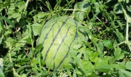 夏天吃瓜合集,缤纷吃瓜合集大放送