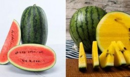 mett吃瓜群,网络社交新现象背后的故事