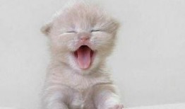 猫咪吃瓜震惊粤语,网友直呼“震惊”