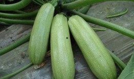 书桓每天都有瓜吃,揭秘娱乐圈幕后故事