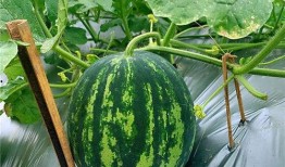 海的对面吃瓜,探寻异国风情美食之旅