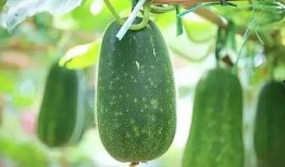 吃瓜怪何某,一场网络狂欢背后的真相