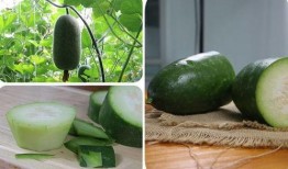 南瓜不如吃瓜,谁才是餐桌上的佼佼者？