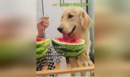 吃小狗狗瓜,一场关于宠物伦理的争议风暴