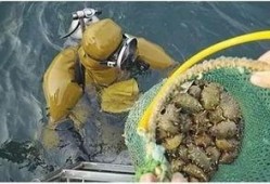 海森大姐吃瓜,海森大姐的瓜田奇遇记