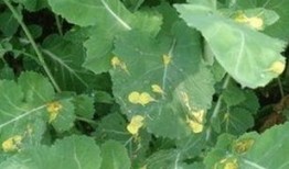 口袋吃瓜树叶,探寻自然之美