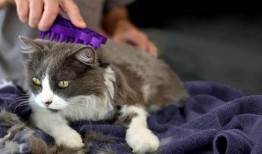 猫咪吃白瓜好吗怎么吃的,猫咪食用白瓜的适宜方法与注意事项