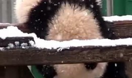 吃瓜小熊奔现,一场意外的网红奇遇记