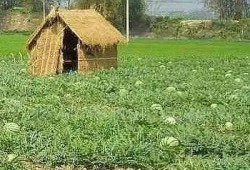 摆摊吃瓜群众怎么摆,街头市井的欢乐摆摊攻略