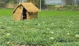 摆摊吃瓜群众怎么摆,街头市井的欢乐摆摊攻略