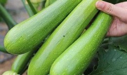 吃方瓜为啥烧心