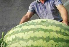 吃瓜超大西瓜,揭秘超大西瓜的吃瓜传奇