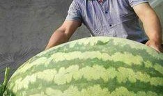 吃瓜超大西瓜,揭秘超大西瓜的吃瓜传奇