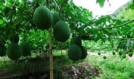 吊瓜怎么吃吊瓜怎么吃,吊瓜美味食法大揭秘