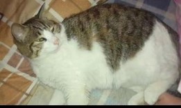 吃瓜群众型猫,揭秘吃瓜群众型猫咪的趣味生活