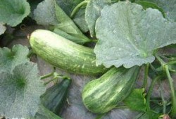 吃酥瓜,夏日清凉美食之旅