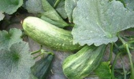 吃酥瓜,夏日清凉美食之旅