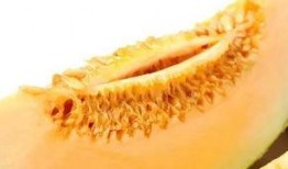 肺病可以吃蜜瓜吗,肺病患者适宜食用蜜瓜的探讨