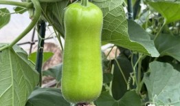 吃的瓠瓜,探寻民间佳肴的秘密