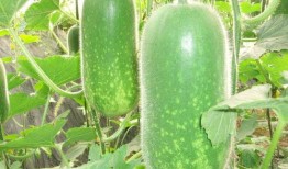 蒽 吃瓜,揭秘娱乐圈的甜蜜与苦涩