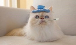 猫吃瓜滋味棒,揭秘瓜果滋味在猫咪心中的独特魅力