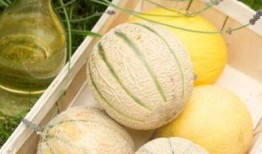 立秋吃瓜几点吃,揭秘最佳吃瓜时间