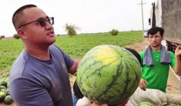 纽约吃瓜图片,一场别开生面的“吃瓜”盛宴